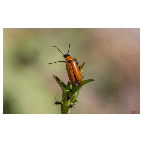 PHOTO84, CLUB, 84 , LUBERON